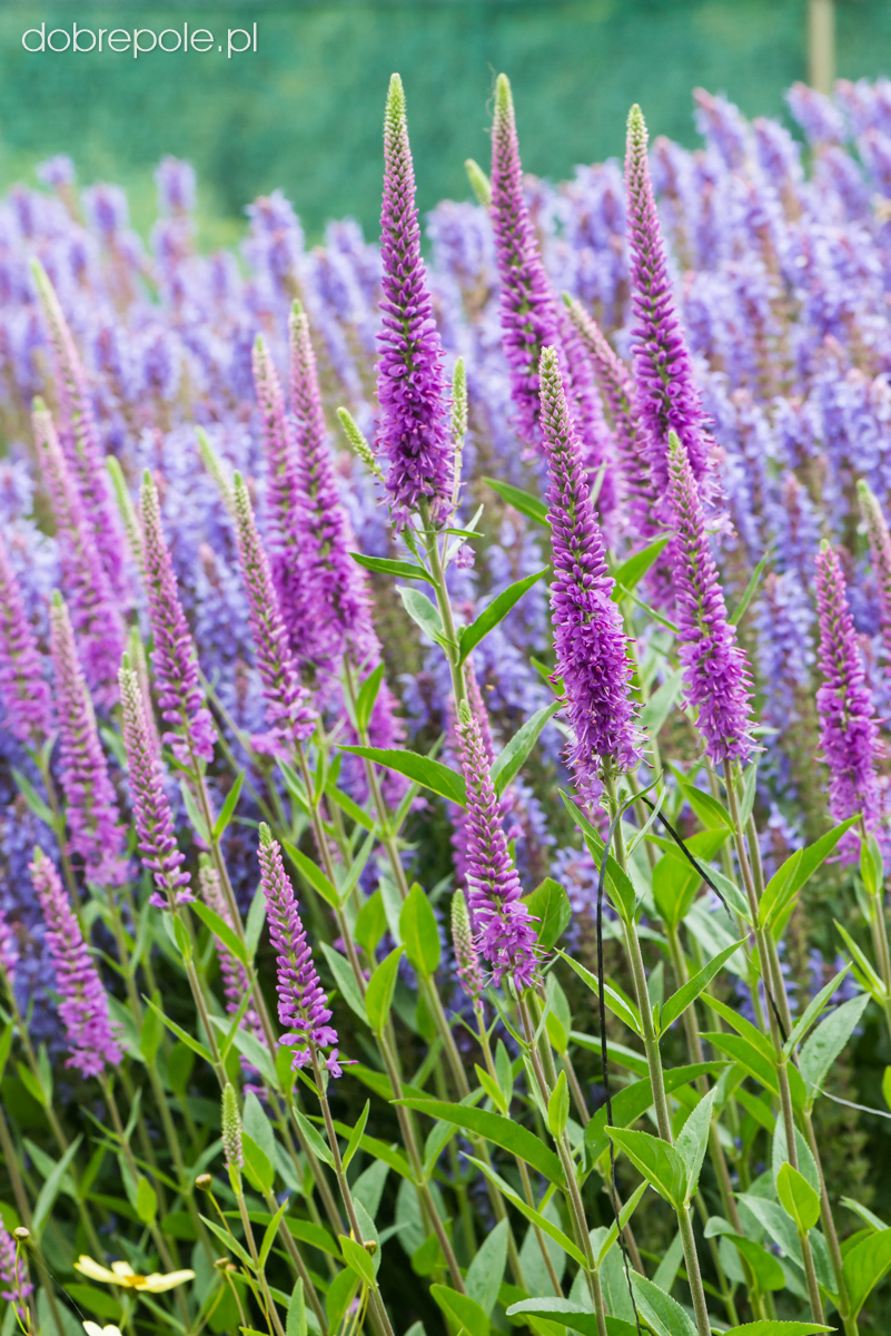 Veronica spicata 'Atomic Red Ray'